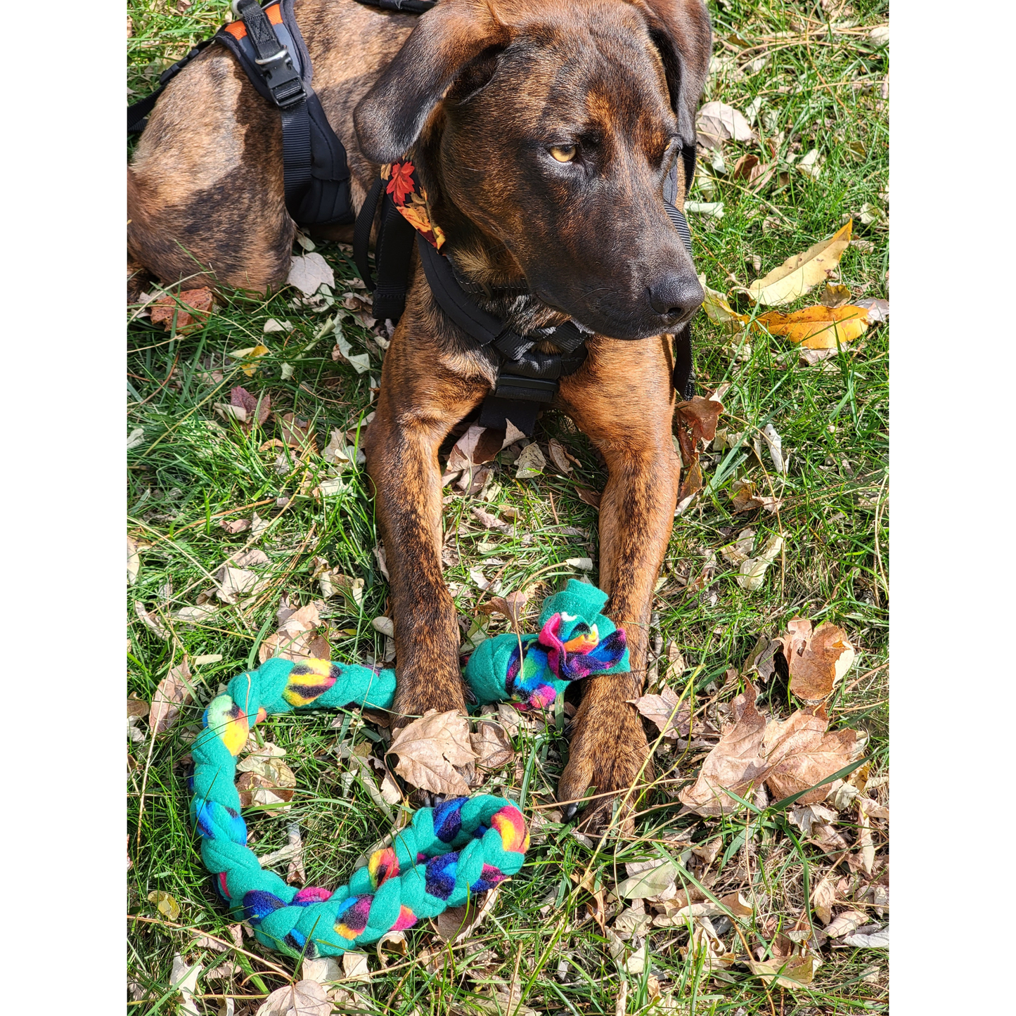Taz River Tugger - Hand-Braided Fleece Rope Toy
